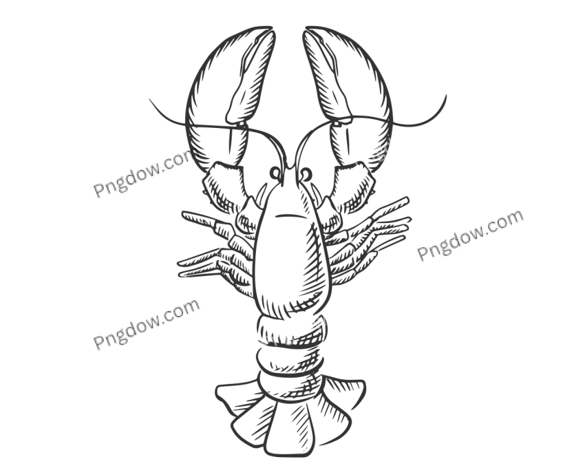Sketch lobster, transparent Background for free, (8)
