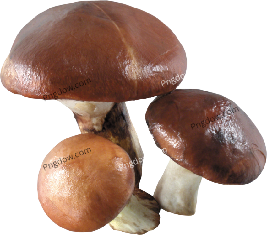Mushroom clipart PNG