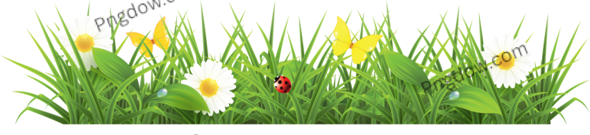 Grass PNG transparent background