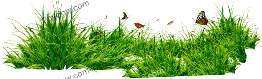 High resolution Grass PNG