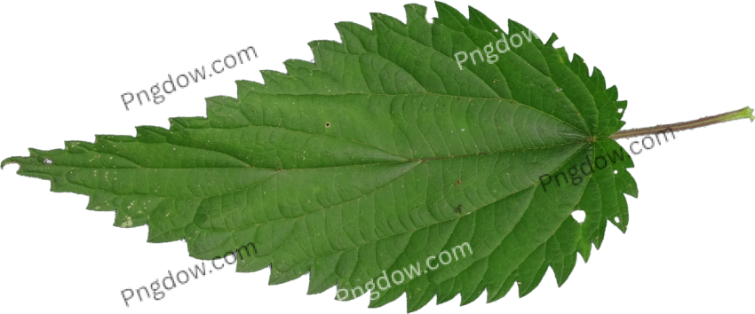 Nettle PNG