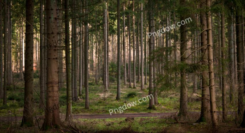 Premium Nature Landscapes Background for Free, (10)