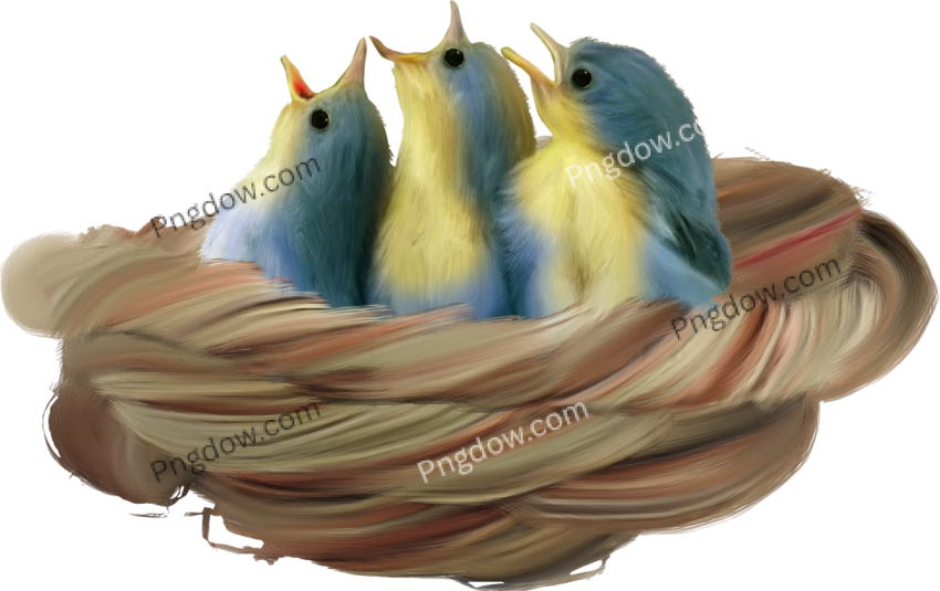 Download Nest PNG image