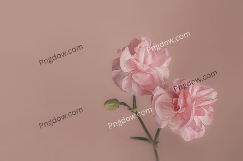 Dreamy carnation flowers on pastel background, pink aesthetic