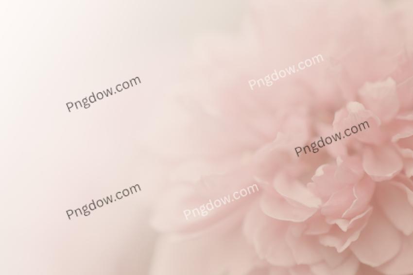 Pink rose, soft background free