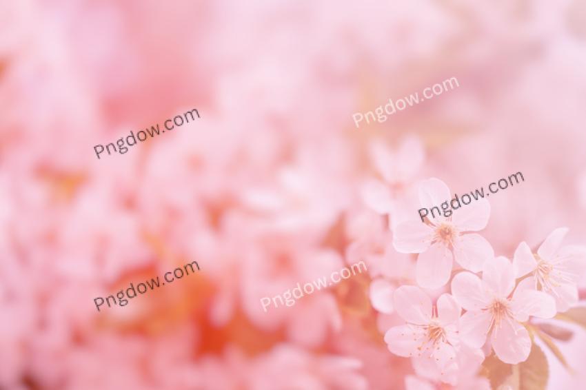 Pink Soft Flowers Background