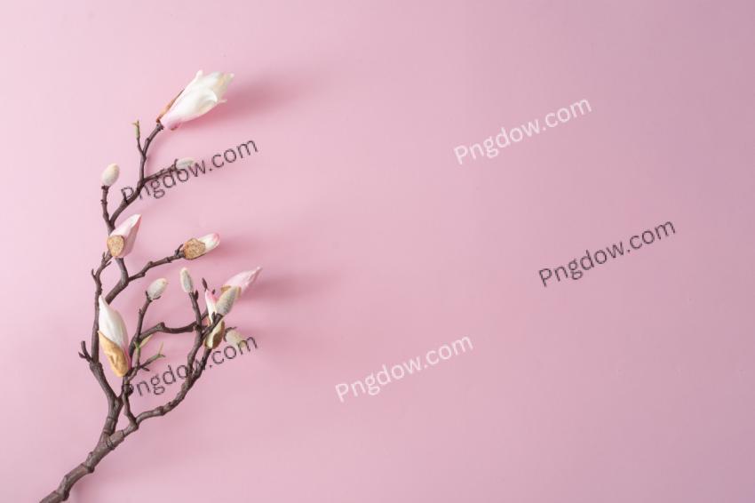 White and pink flowers on pastel pink background free