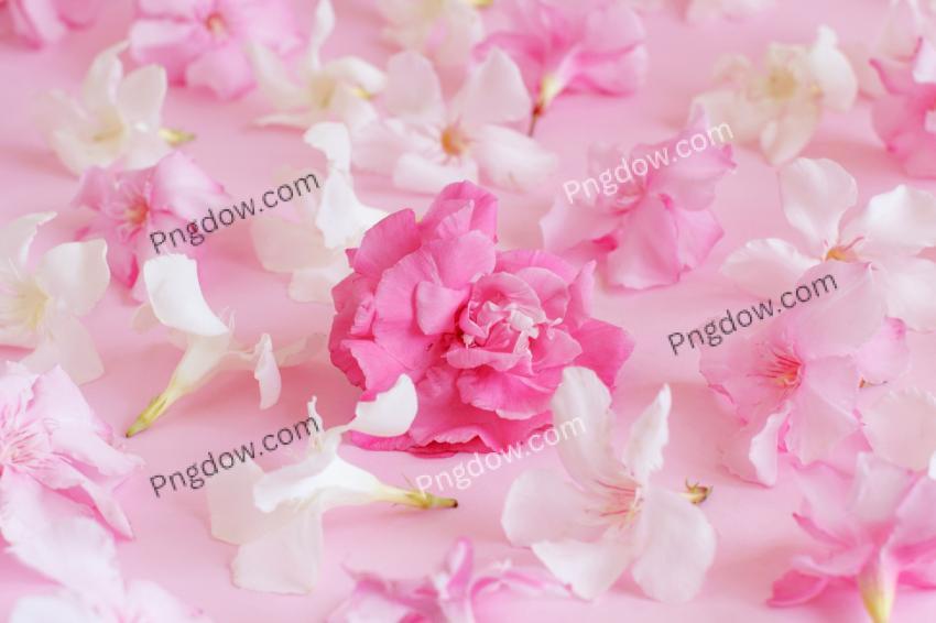 Pink and White Flowers on Light Pink Background free