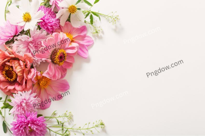 Pink flowers on white background