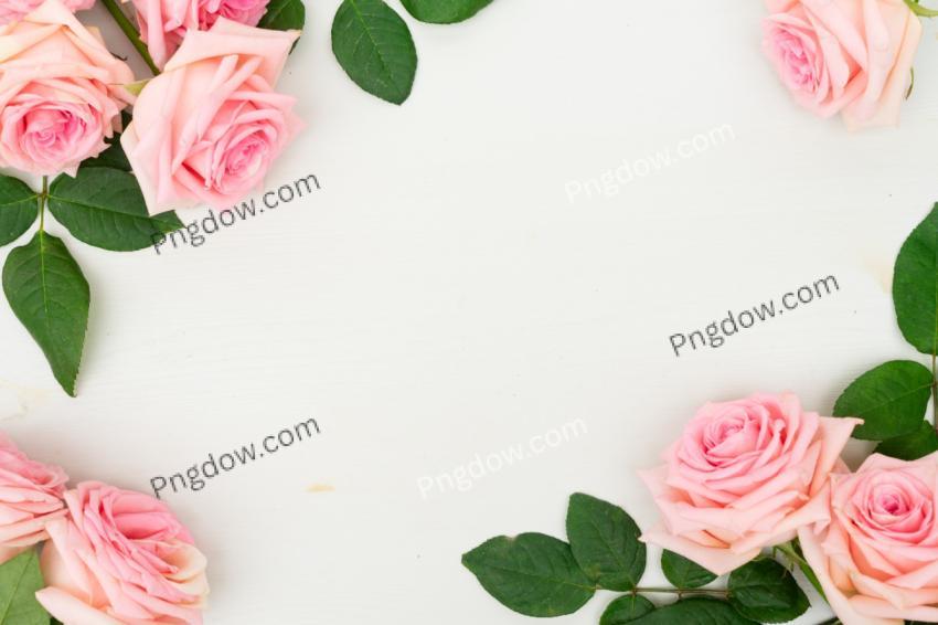 Pink Roses Flatlay background free