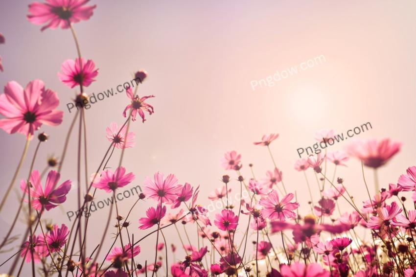Pink tone of cosmos flower field
