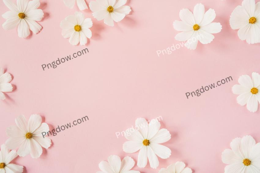 White Flowers Flatlay on Pastel Pink Background