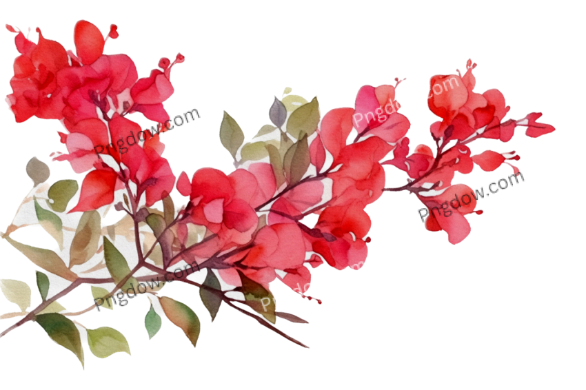 Red bougainvillea watercolor isolated transparent background