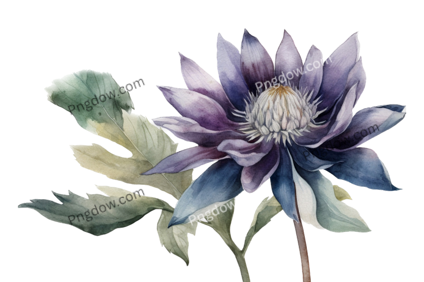 A botanical watercolor illustrations