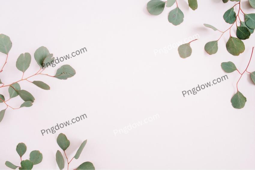 Beautiful Eucalyptus Branches Frame on Pale Pastel Pink Background for free