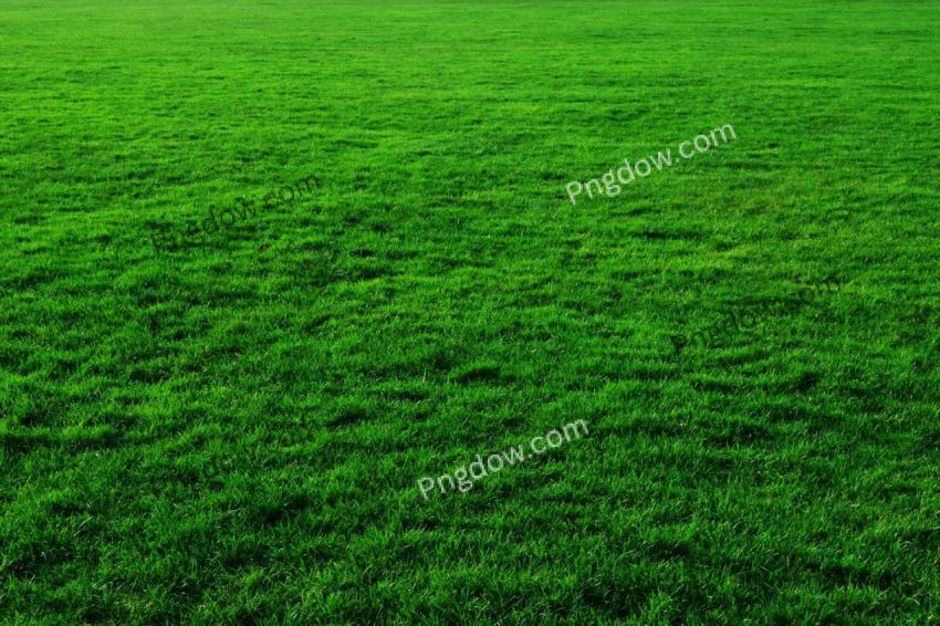 Green Grass Texture For Background