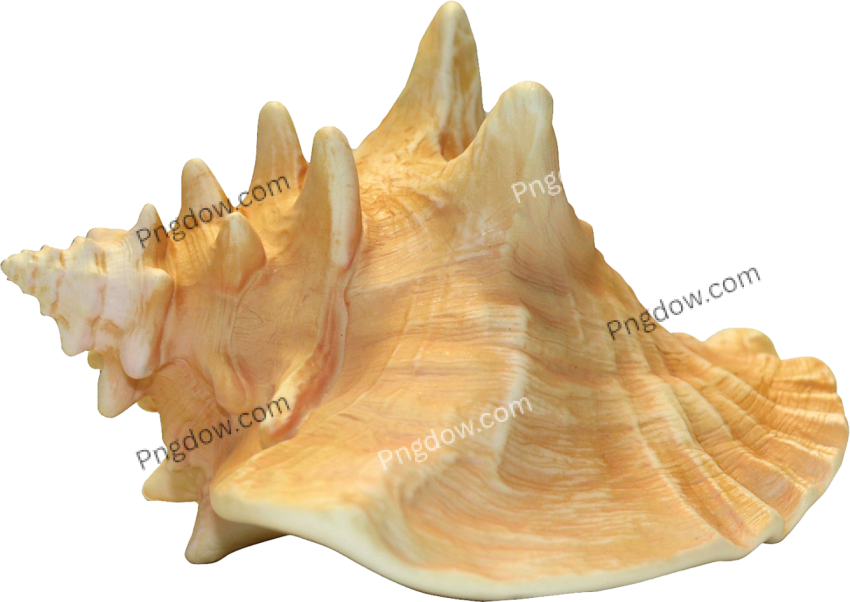 Download Stunning Conch PNG Images for Free High Quality and Royalty Free (9)