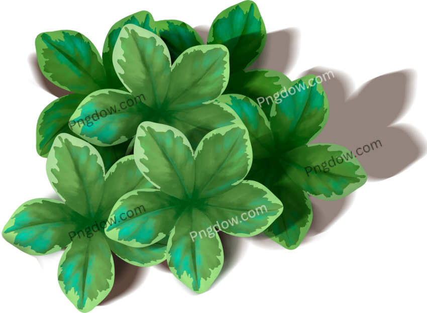 Download Free Green Leaf PNG Image High Quality and Royalty Free