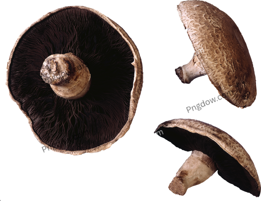 Mushroom illustration PNG