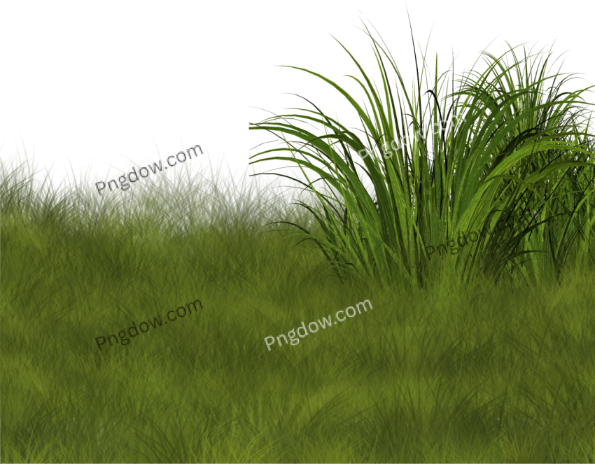 Stunning Grass PNG Image with Transparent Background for Versatile Use