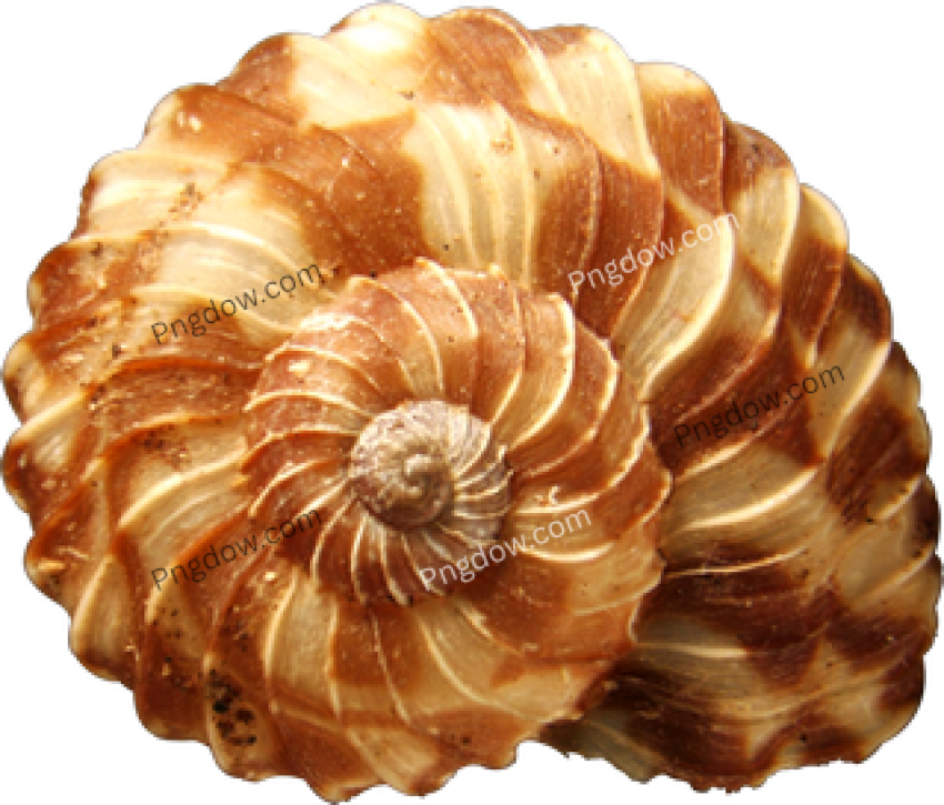 Download Stunning Conch PNG Images for Free High Quality and Royalty Free (15)
