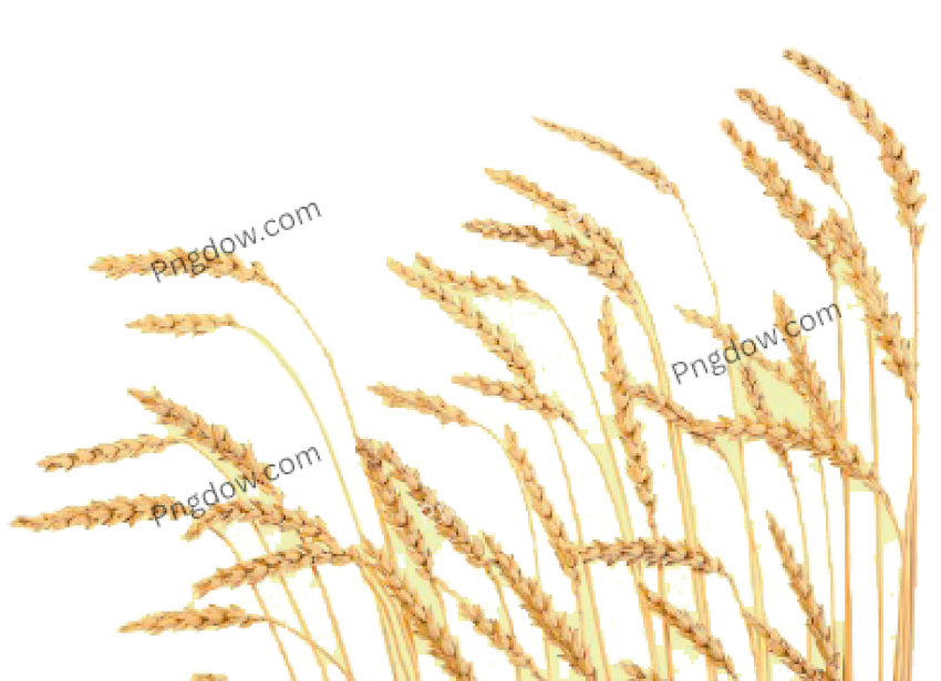 Pngimg com wheat PNG87