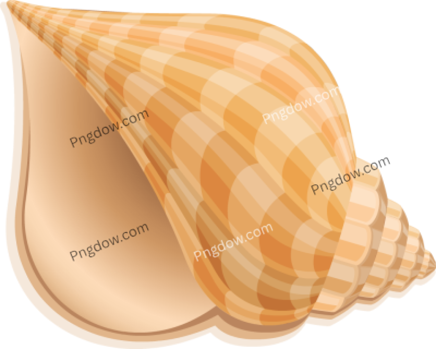 Download Stunning Conch PNG Images for Free High Quality and Royalty Free (8)