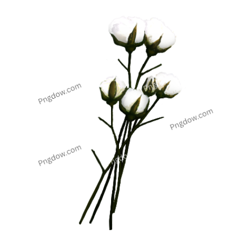 Cotton PNG for free images download (7)
