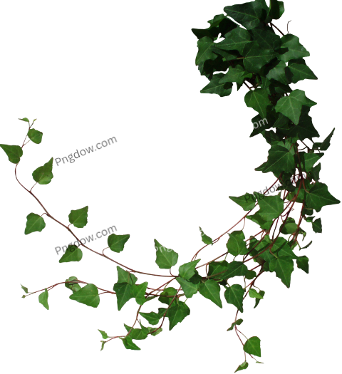Download Free Transparent Green Leaf PNG Image for Your Designs