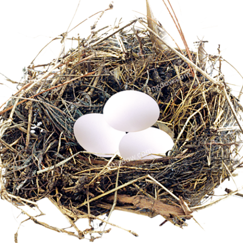Download Nest PNG for free download