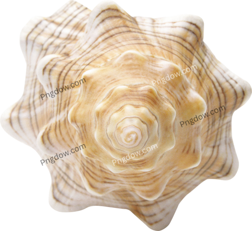 Download Stunning Conch PNG Images for Free High Quality and Royalty Free (10)
