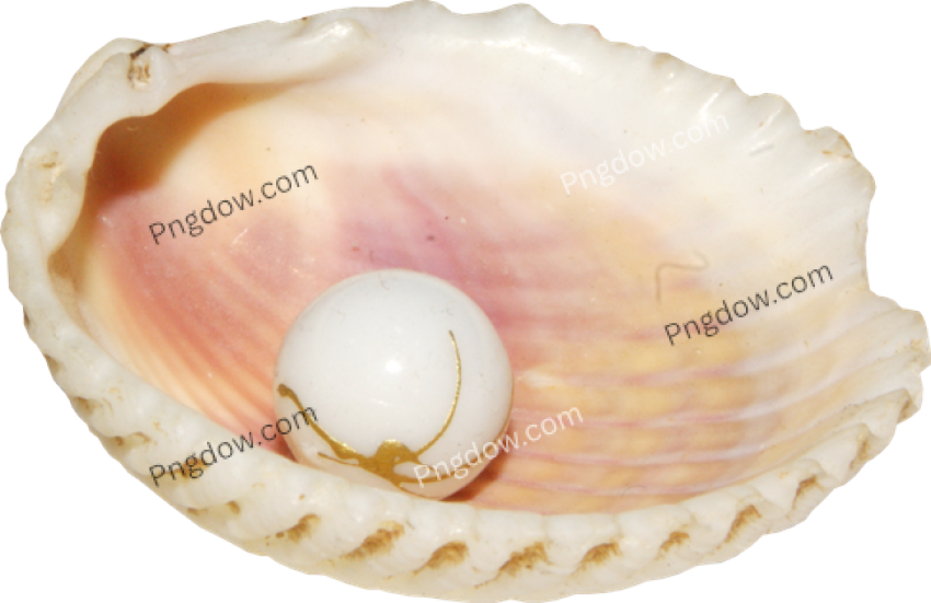 Download Stunning Conch PNG Images for Free High Quality and Royalty Free (1)