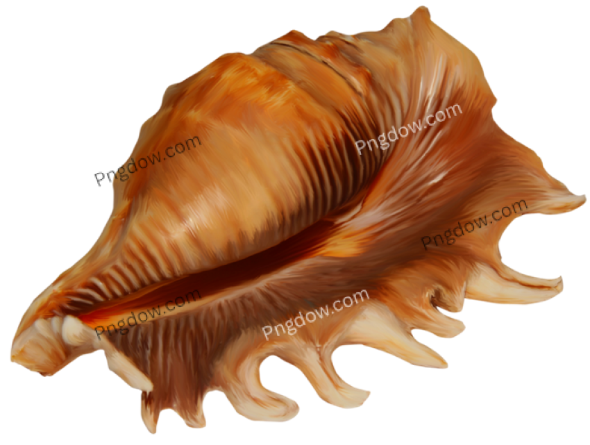 Download Stunning Conch PNG Images for Free High Quality and Royalty Free (2)