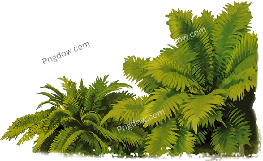Jungle beer logo png, Jungle png