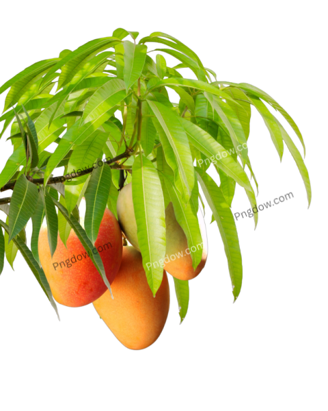 Bunch of mangoes hanging from a tree branch