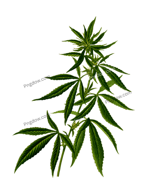 Download Free High Quality Cannabis PNG Images for All Your Creative Projects