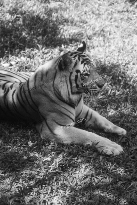 Tiger wallpaper HD image