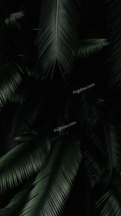 Wallpaper with Free%0Abackground (19)