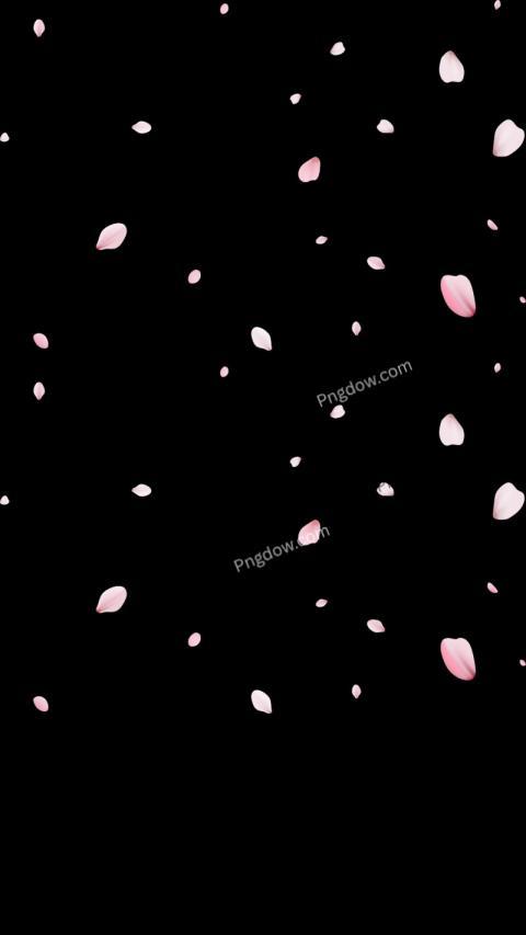 Pink petals falling on black wallpaper