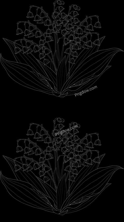 Lily of the valley flowers vector illustration on black wallpaper