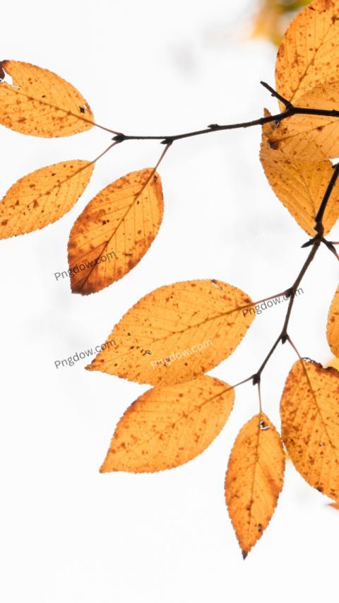 fall wallpaper white background