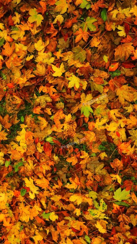 fall wallpaper images