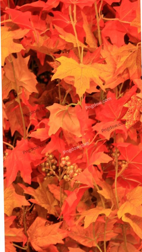 fall wallpaper