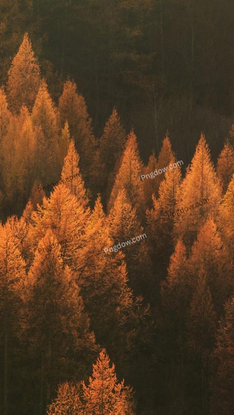 Natural Fall Wallpaper for Phone