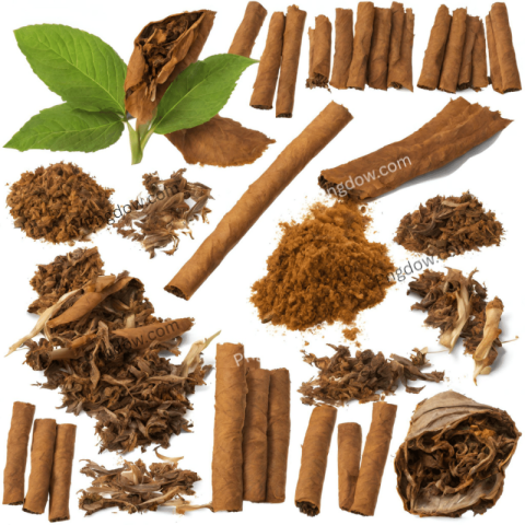 Tobacco illustration image