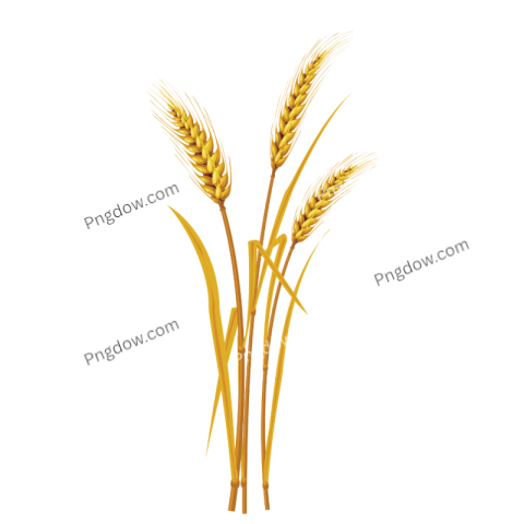 Stunning Wheat PNG Image with Transparent Background for Versatile Use