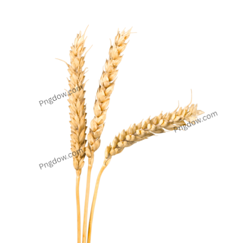 Exclusive Wheat PNG Image with Transparent Background Download Now!