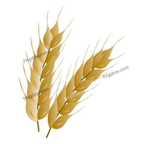 Stunning Wheat PNG Image with Transparent Background Free Download