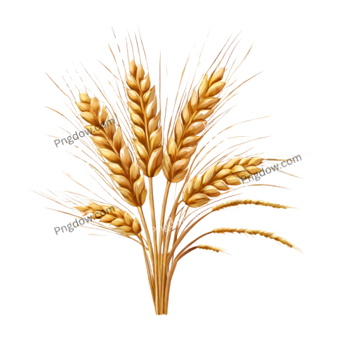 Stunning Wheat PNG Image with Transparent Background Downloaded