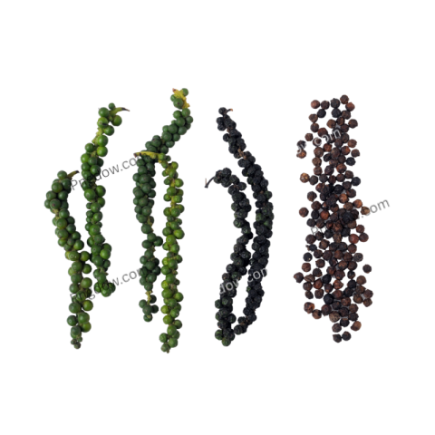 Are there any free resources for downloading Black pepper illustrations in PNG format